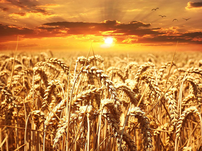 Россия выбилась в мировые лидеры по экспорту пшеницы