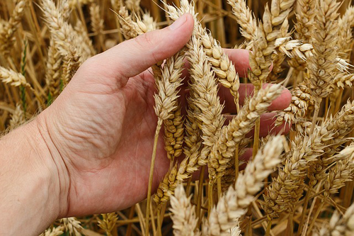 Зерновые культуры в современном растениеводстве